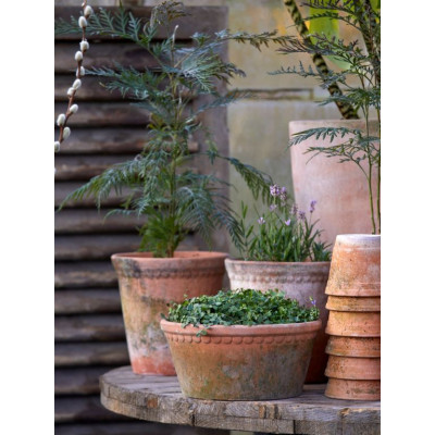 Urtepotte der ser gammel ud.